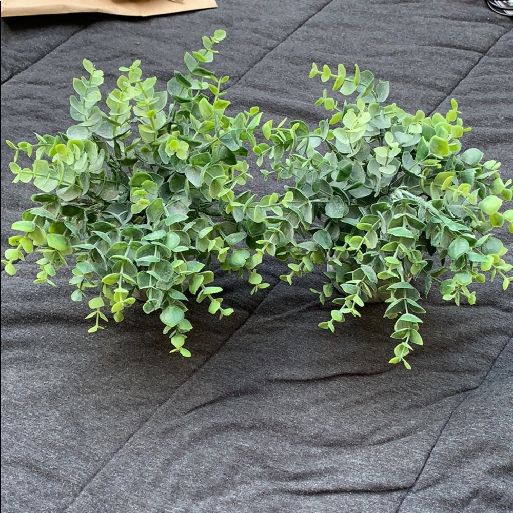 Set of 2 faux succulent plants